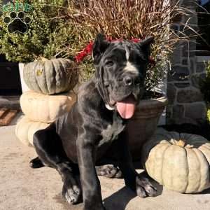 Lily, Cane Corso Puppy