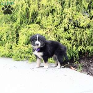 Ava, Miniature Australian Shepherd Puppy