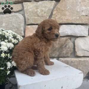 Sasha, Mini Goldendoodle Puppy