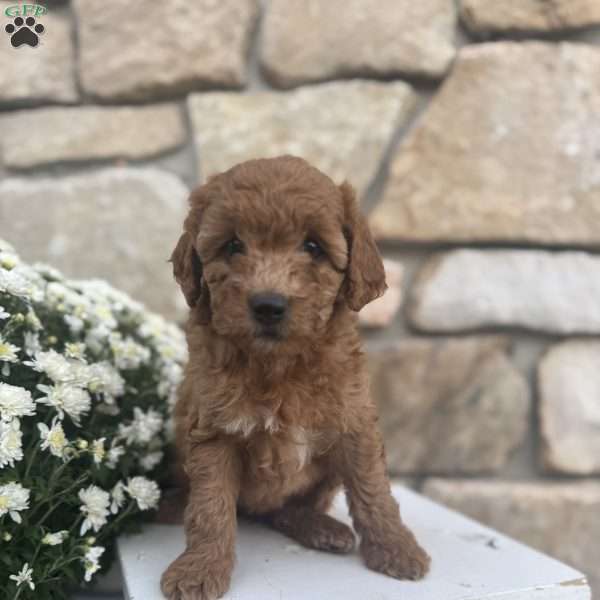 Sasha, Mini Goldendoodle Puppy