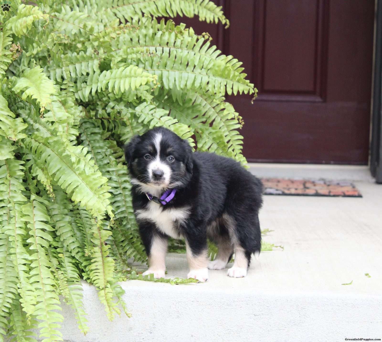 Ava (Miniature American Shepherd, Female) in Richland, PA