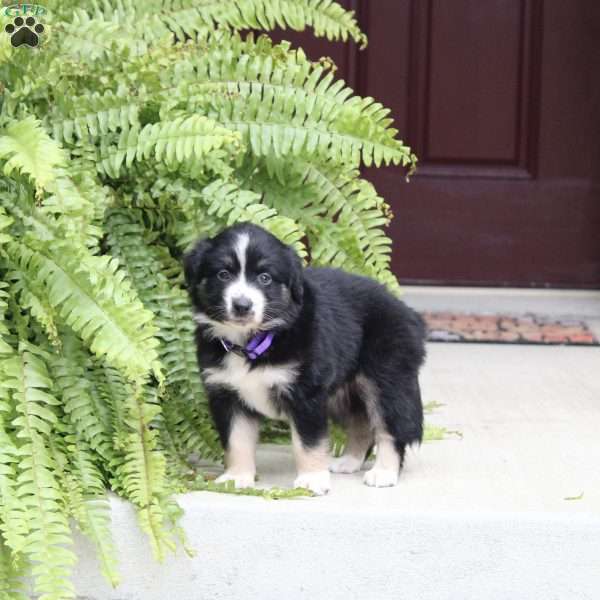 Ava, Miniature Australian Shepherd Puppy