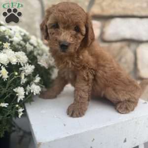 Sasha, Mini Goldendoodle Puppy