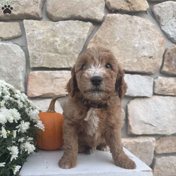 Skylar, Mini Goldendoodle Puppy