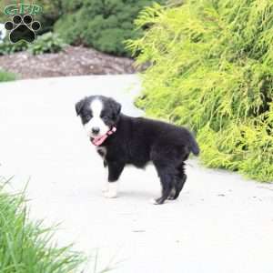 Abby, Miniature Australian Shepherd Puppy