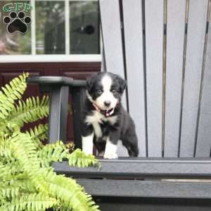 Abby, Miniature Australian Shepherd Puppy