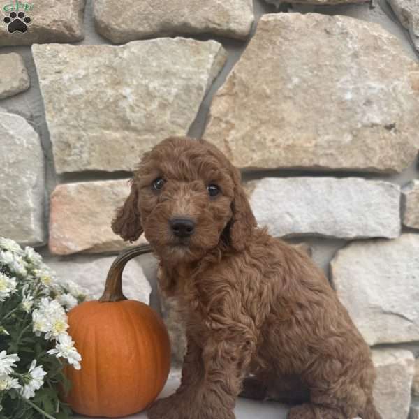 Sport, Mini Goldendoodle Puppy
