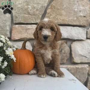 Sarge, Mini Goldendoodle Puppy