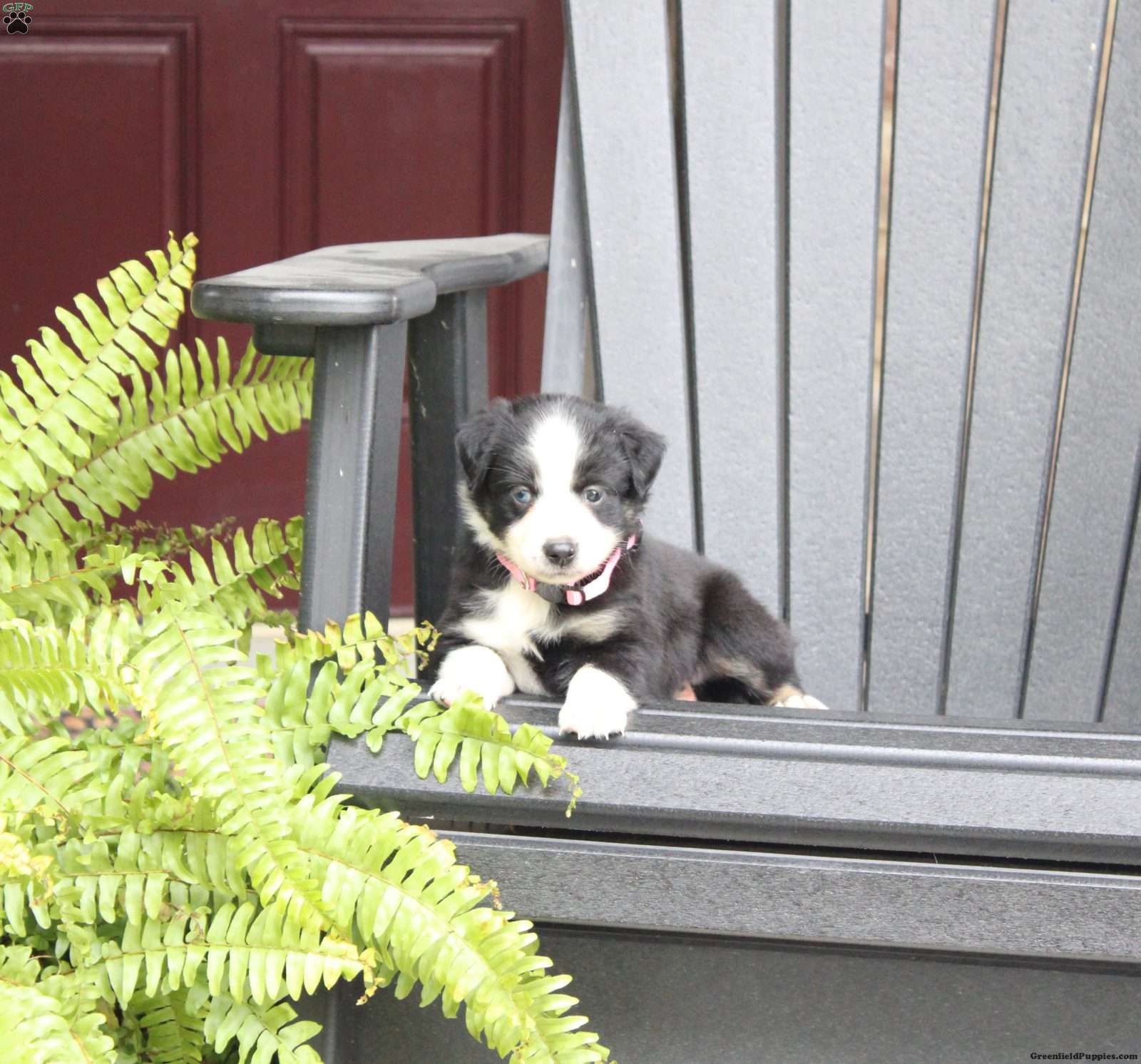 Abby (Miniature American Shepherd, Female) in Richland, PA