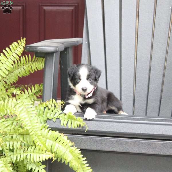 Abby, Miniature Australian Shepherd Puppy