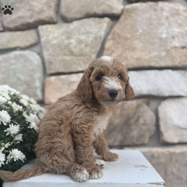 Sarge, Mini Goldendoodle Puppy