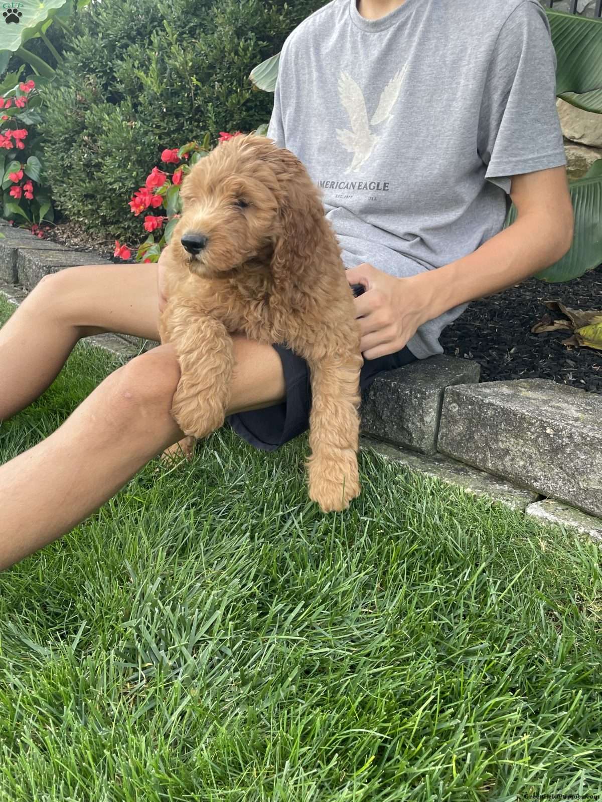 Bo (Doodle / designer cross, Male) in Ronks, PA