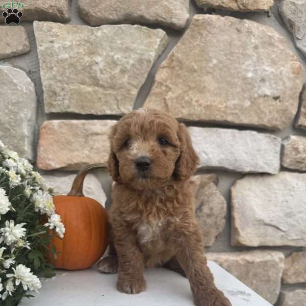 Sunny, Mini Goldendoodle Puppy