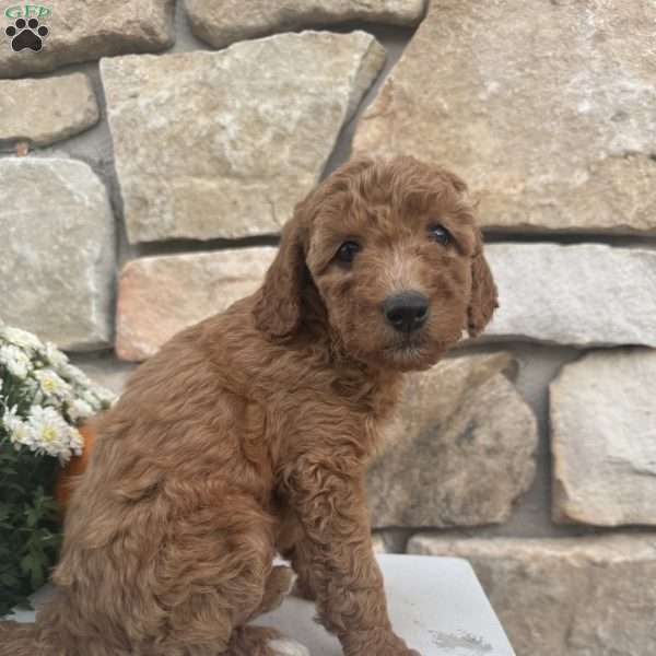 Sierra, Mini Goldendoodle Puppy