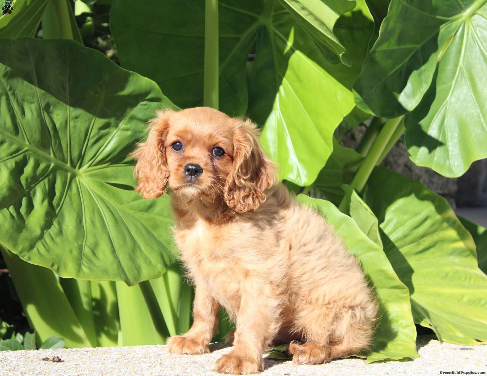 Bruno (Cavalier King Charles Spaniel, Male) in Richland, PA