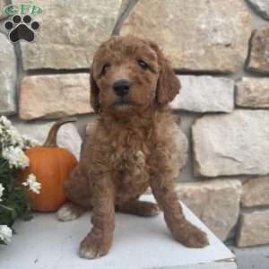 Sierra, Mini Goldendoodle Puppy