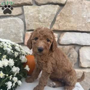 Sierra, Mini Goldendoodle Puppy