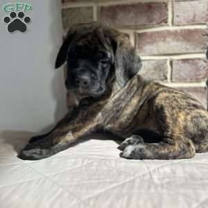 Darkhorse, English Mastiff Puppy