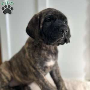 Darkhorse, English Mastiff Puppy