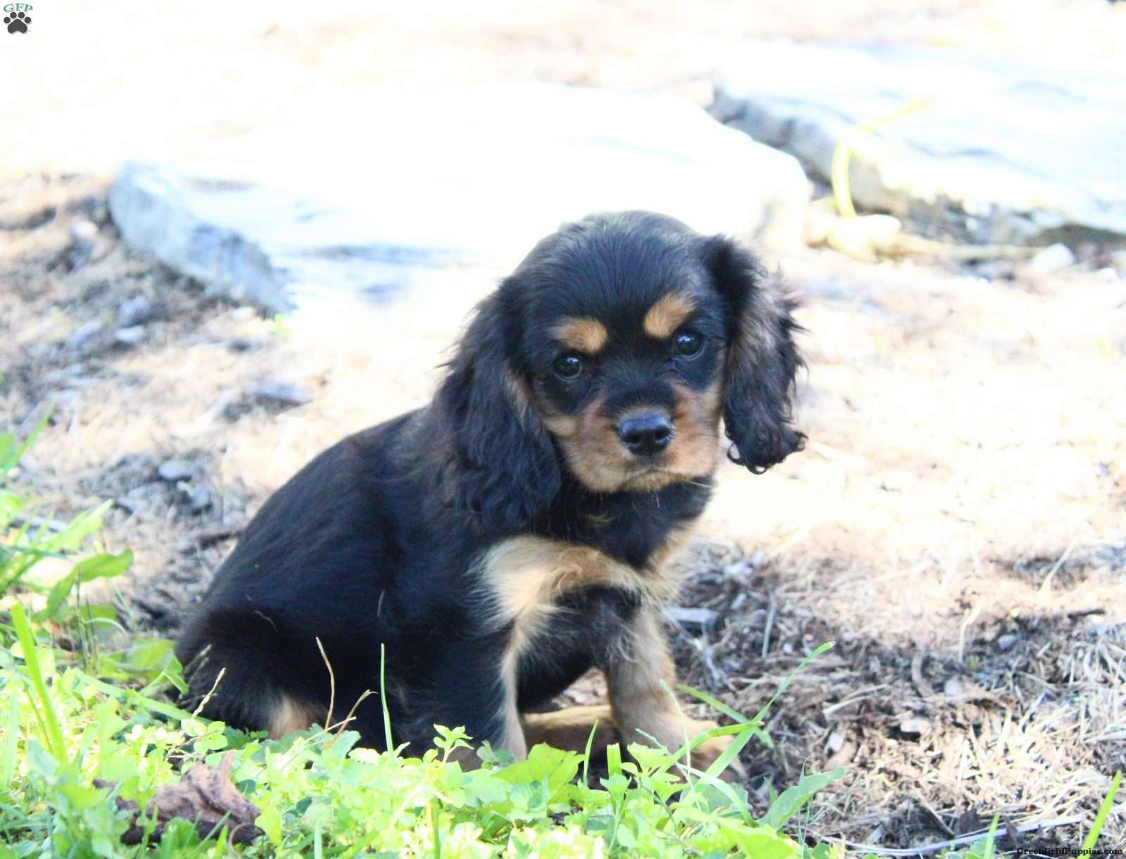 Boston (Cavalier King Charles Spaniel, Male) in Richland, PA