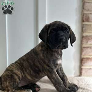 Darkhorse, English Mastiff Puppy