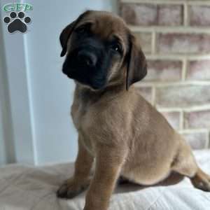 Snake Eater, English Mastiff Puppy