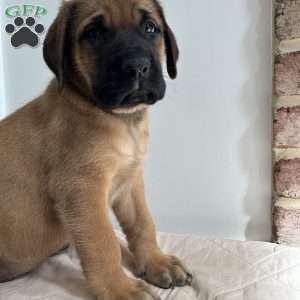 Snake Eater, English Mastiff Puppy