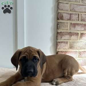 Shellback, English Mastiff Puppy