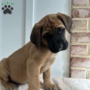 Shellback, English Mastiff Puppy