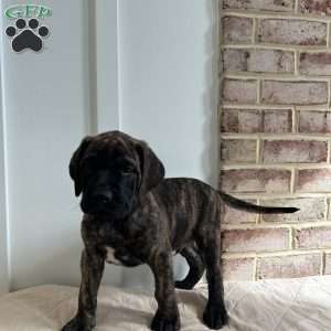 Quiet Professional, English Mastiff Puppy
