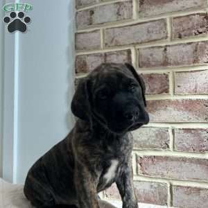 Quiet Professional, English Mastiff Puppy