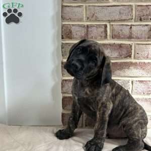 Flyboy, English Mastiff Puppy