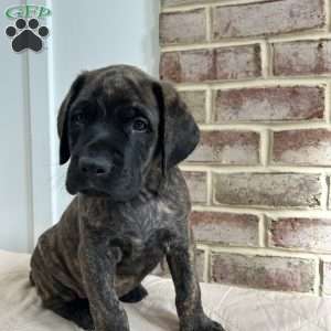 Flyboy, English Mastiff Puppy