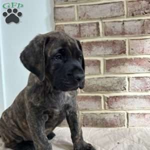 Flyboy, English Mastiff Puppy