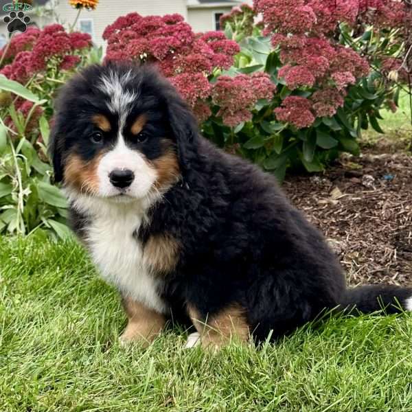 Raine, Bernese Mountain Dog Puppy