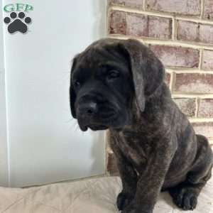 Frogman, English Mastiff Puppy