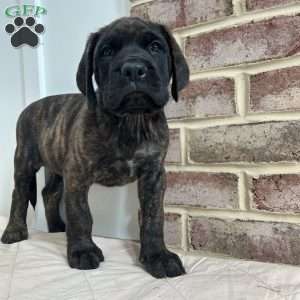 Frogman, English Mastiff Puppy