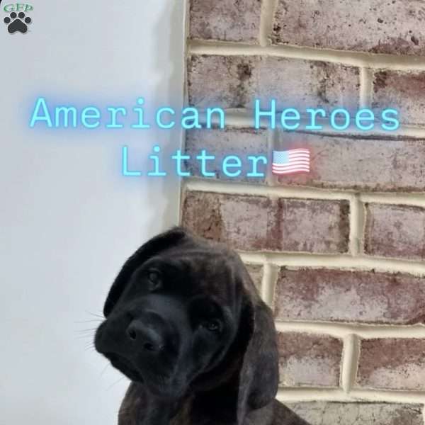 Frogman, English Mastiff Puppy