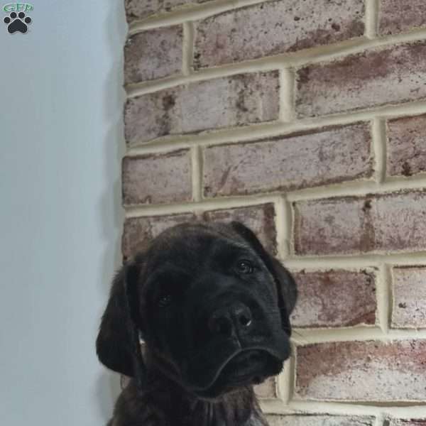 Quiet Professional, English Mastiff Puppy