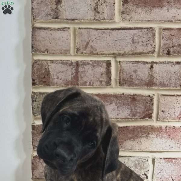 Flyboy, English Mastiff Puppy