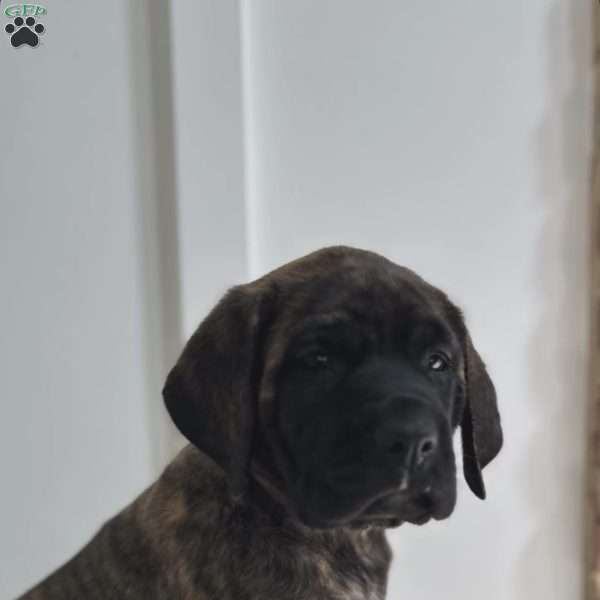 Darkhorse, English Mastiff Puppy