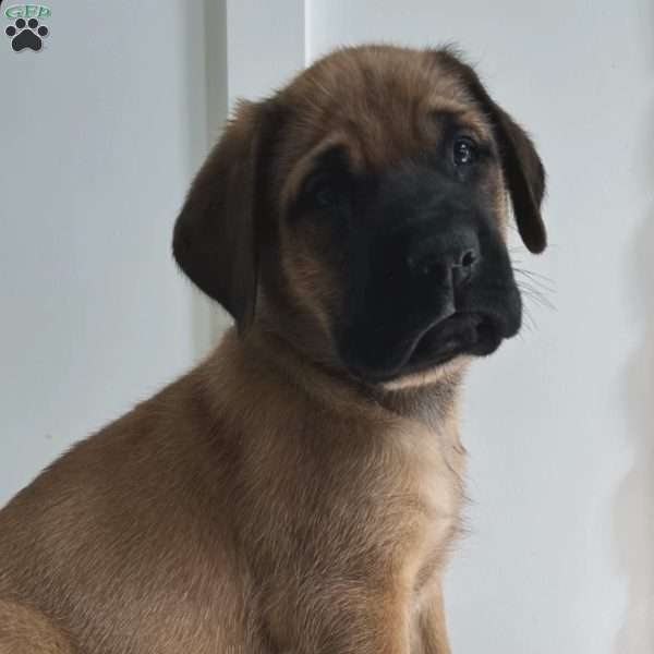 Snake Eater, English Mastiff Puppy