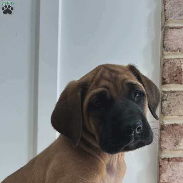 Shellback, English Mastiff Puppy