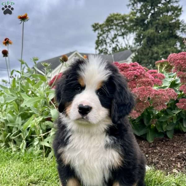 HUNTER, Bernese Mountain Dog Puppy