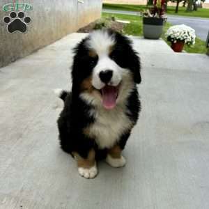 HUNTER, Bernese Mountain Dog Puppy