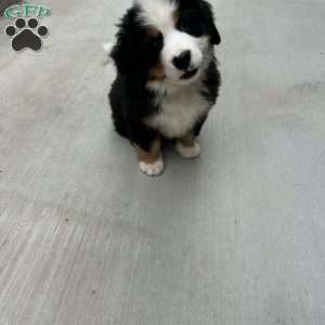 HUNTER, Bernese Mountain Dog Puppy
