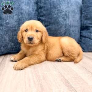 Champ, Golden Retriever Puppy