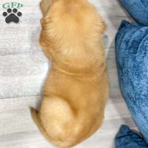 Champ, Golden Retriever Puppy