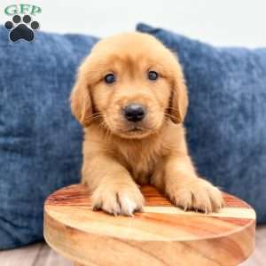 Champ, Golden Retriever Puppy