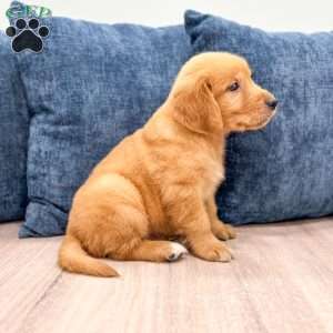 Champ, Golden Retriever Puppy